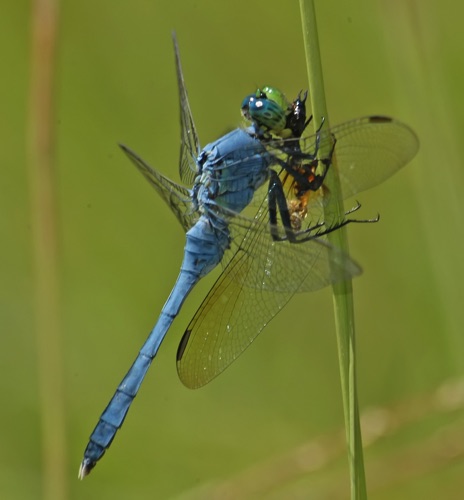 Male
2004_08_08_Talbot